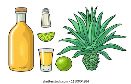 Glass and bottle of tequila. Cactus blue agave, salt and lime. Hand drawn sketch set of alcoholic cocktails. Vintage color vector illustration for label, poster. Isolated on white background