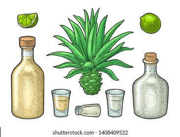 Glass and bottle of tequila. Cactus blue agave, salt and lime. Hand drawn sketch set of alcoholic cocktails. Vintage color vector engraving illustration for label, poster. Isolated on white background