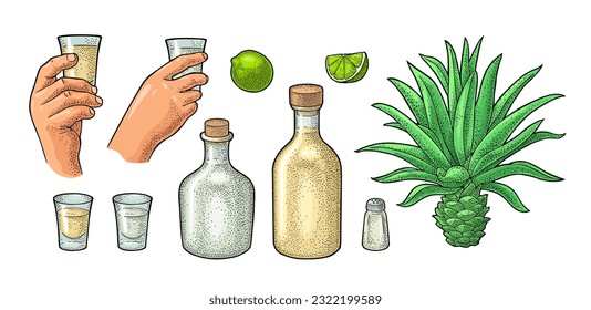 Glass and bottle of tequila. Cactus blue agave, salt and lime. Hand drawn sketch set of alcoholic cocktails. Vintage color vector engraving illustration for label, poster. Isolated on white