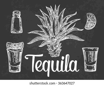 Glass and bottle of tequila. Cactus, salt and lime. Hand drawn sketch of alcoholic cocktails. Vector illustration. Vintage on black background.