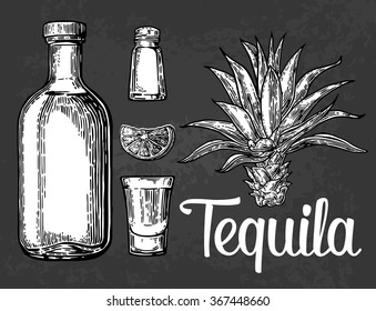 Glass and bottle of tequila. Cactus, salt and lime. Engraving vintage vector white illustration. Isolated on black background. Hand drawn design element for label and poster