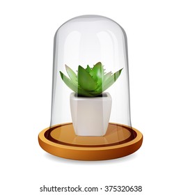 glass dome with potted succulent 