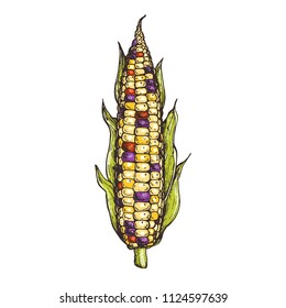 Glass gem corn on the cob hand drawn vector illustration. Corn illustration. 