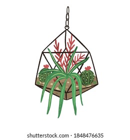 Glass geometric hanging florarium in modern scandinavian style. Plant terrarium with blooming cactus and succulent. Cozy mini garden isolated on white background. Flat vector cartoon illustration