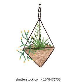 Glass geometric hanging florarium in modern scandinavian style. Plant terrarium with succulents composition. Mini garden isolated on white background. Flat vector cartoon illustration