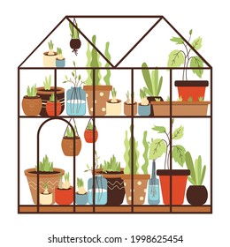 Glass Greenhouse With Collection Of Green House Plants Growing In Pots On Shelves. Home Urban Gardening. Winter Garden. Flat Cartoon Vector Illustration Isolated On White