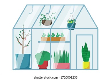 Glass greenhouse with  plants growing in pots or planters. Vector illustration with cute glasshouse or botanical garden. Colored concept of home gardening. 