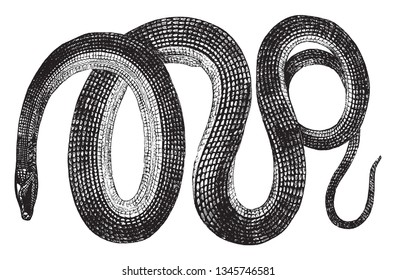 Glass snakes are a genus Ophisaurus of reptiles that resemble snakes, vintage line drawing or engraving illustration.