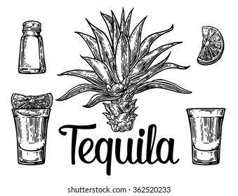 Glass of tequila with salt and lime. Cactus blue agave. Engraving vintage vector black illustration. Isolated on white background. Hand drawn design element for label and poster