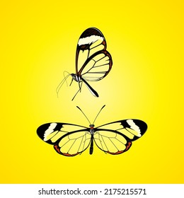 Vector de mariposa de ala de vidrio Ilustración - Hermosa colección de mariposa