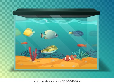 Glassware aquarium with exotic tropical fishes. Fish tank with emperor and golden fish, swimming angelfish, domestic discus and coral, vivarium. Underwater life and nature theme