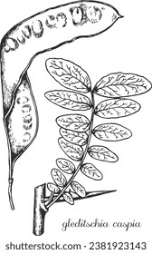 Gleditschia, gleditschia caspia. Botanical illustration. Monochrome gleditschia, gleditschia sketch.