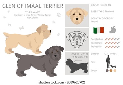 Glen of Imaal terrier clipart. Different poses, coat colors set.  Vector illustration