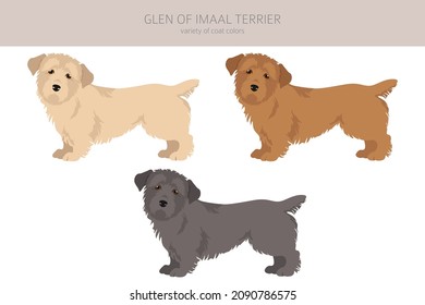 Glen of Imaal terrier clipart. Different poses, coat colors set.  Vector illustration