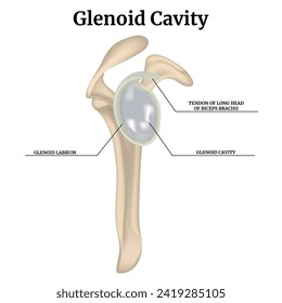 Glenoid cavity. Rendering of the clavicular joint. Vector medical illustration