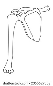 Glenoid Cavity mit unregelmäßiger flacher Schädelhöhle in der Scapula