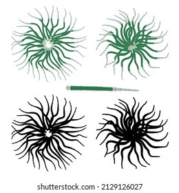 Gleotrichia algae  is a colonial genus of cyanobacteria belonging to the order Nostocales. Bacteria form globular colonies.