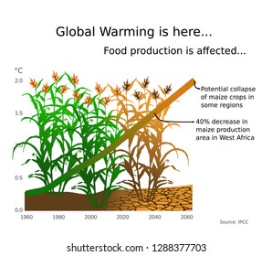 Global warming, climate change and the decrease in food production of maize, zeta, corn on a graph with predicted temperature increase over time