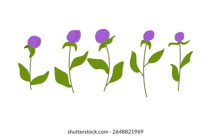 Globe amaranth flower branches. Vector flat botanical illustration of purple wild flowers and leaves
