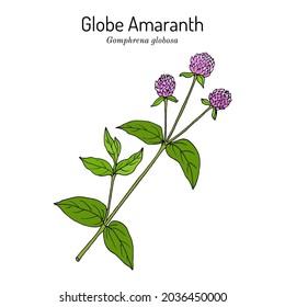 Globe amaranth, or makhmali (Gomphrena globosa), edible and medicinal plant. Hand drawn botanical vector illustration