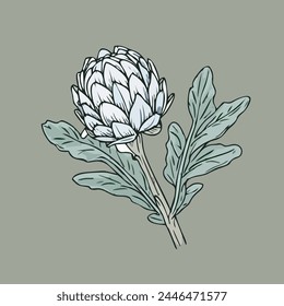 Globe artichoke or green thistle isolated vegetarian food. Vector cynara cardunculus flower bud, healthy veggie greens. Realistic fresh french artichoke head, salad ingredient. Edible globe artichoke.