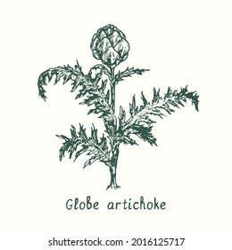 Globe artichoke plant. Ink black and white doodle drawing in woodcut style.