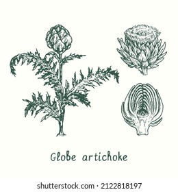 Globe artichoke plant, whole flower and cut half. Ink black and white doodle drawing in woodcut style.