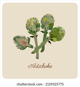 Globe artichoke thistle cultivated as food.Artichoke green flower heads isolated. Set sketches with whole artichoke. Cut in half, plant and flower. Vector illustration isolated on white background.