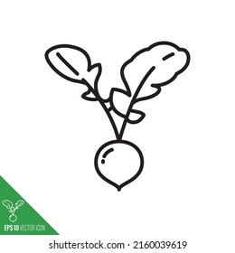 Globe-Rachenwurzel mit Blättern, Gemüsesymbol, Vektorgrafik-Skizze