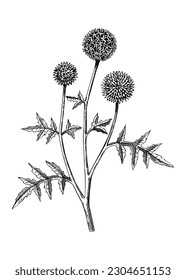 Globe thistle botanical illustration. Decorative thistle plant in sketch style. Hand drawn summer flower sketch. Coast wildflower drawing isolated on white background. Floral design element. 