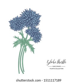 Globe thistle flowers isolated on white background. Medicinal plants collection. Vector illustration engraved. 