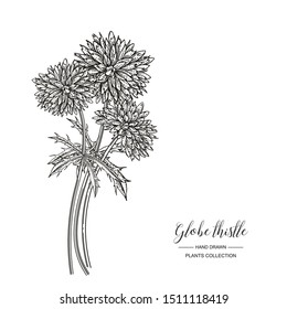 Globe thistle flowers isolated on white background. Medicinal plants collection. Vector illustration engraved. Black and white.