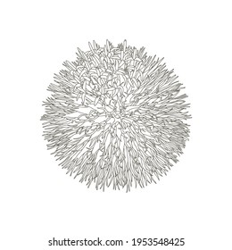 Globe thistle - hand drawn black and white vector illustration.