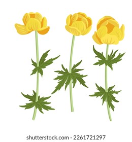 globeflower, field flowers, vector drawing wild plants at white background, floral elements, hand drawn botanical illustration