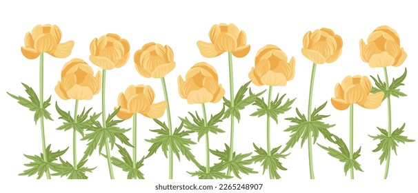 globeflower, flores de campo, vectores dibujando plantas silvestres en fondo blanco, elementos florales, ilustración botánica dibujada a mano