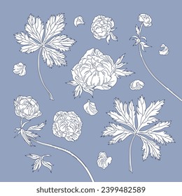 Globeflower. Monochrome elements on a gray background.