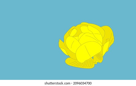 Globeflower on light blue background vector image.  