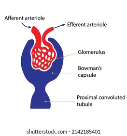 The Glomerulus And The Bowman's Capsule