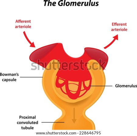 The Glomerulus Labeled Diagram Stock photo © 