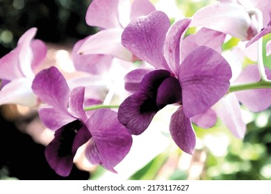 gloomy medium sized purple orchid flowers