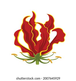 Gloriosa superba or flame lily or glory lily, stem with tropical red flower, National flower of Zimbabwe