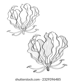 Gloriosa superba line flowers. Cosmetic, perfumery and medical plant. Line hand drawn illustration.