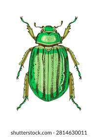 Glorious Scarab Beetle hand drawn vector