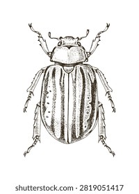Glorious Scarab Beetle hand drawn vector