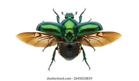 Glossy Emerald Beetle With Golden Wings Outstretched, Photographed From Top View Against White – Entomological Specimen for Science and Nature Design Assets