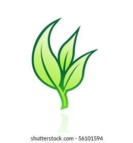 Glossy green leaf isolated on white