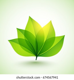 Glossy green leaves for Nature concept.