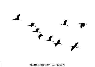 Glossy ibis (Plegadis falcinellus) wedge in flight. Vector silhouette a flock of birds
