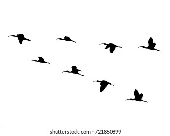 Glossy ibis (Plegadis falcinellus) wedge in flight. Vector silhouette a flock of birds