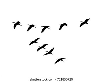 Glossy ibis (Plegadis falcinellus) wedge in flight. Vector silhouette a flock of birds